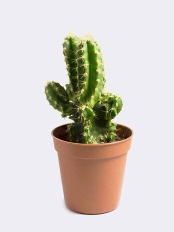 Home cactus1 free img