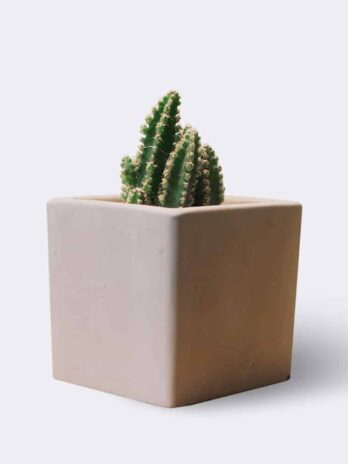 Home cactus2 free img