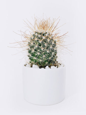 Home cactus3 free img