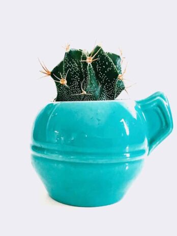 Home cactus5 free img