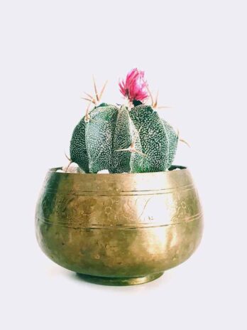 Home cactus6 free img