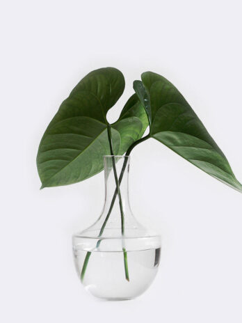 Home plant1 free img