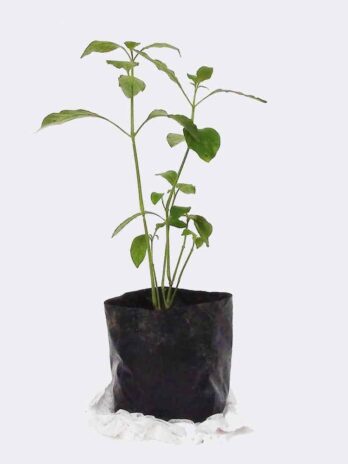 Home plant2 free img