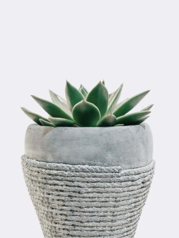 Home plant5 free img