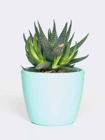 Home plant6 free img